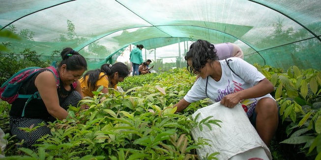 Producción de cacao y plantas medicinales en sistemas agro-forestales